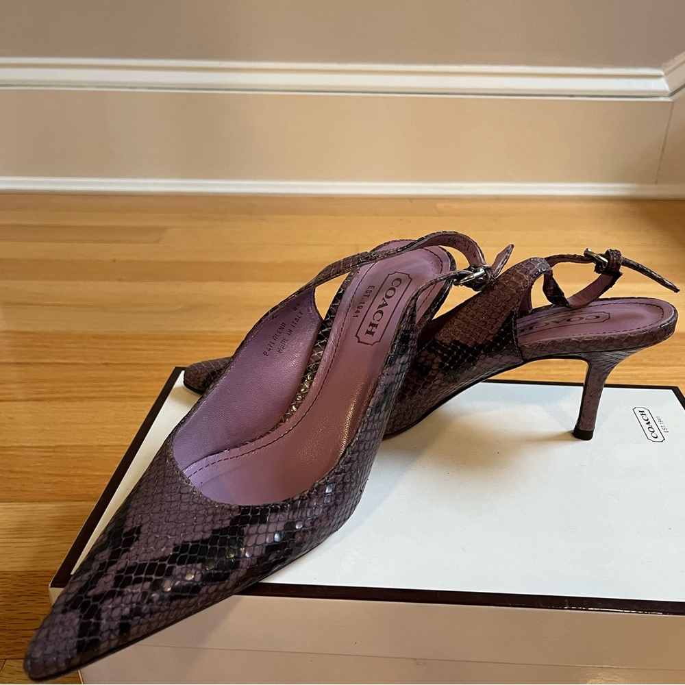 Lilac python kitten heals - Coach - Picture 2 of 5